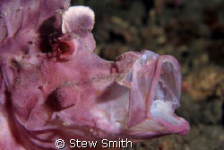 Rhinopias yawn.  Lembeh Strait 
60mm macro full frame by Stew Smith 